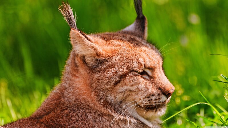 Lynx in Grass