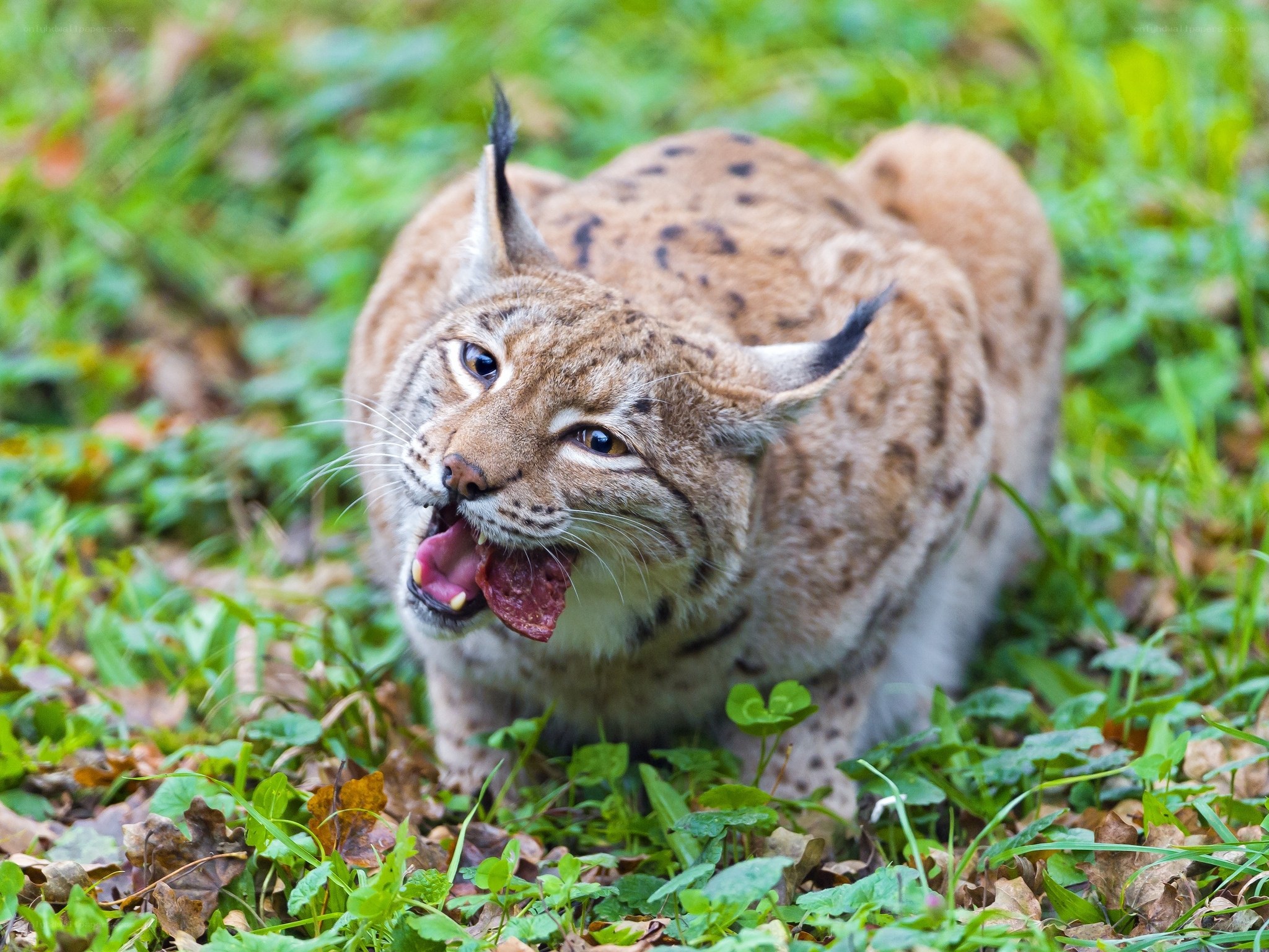 Lynx in grass with open mouth