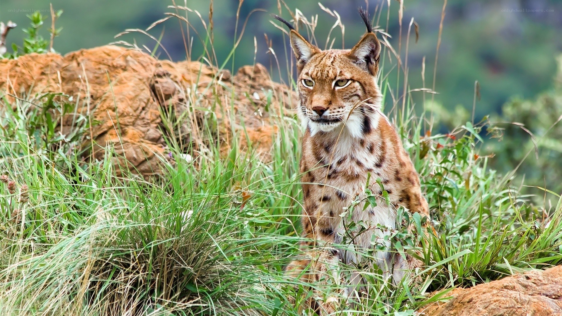 Lynx in grassy terrain