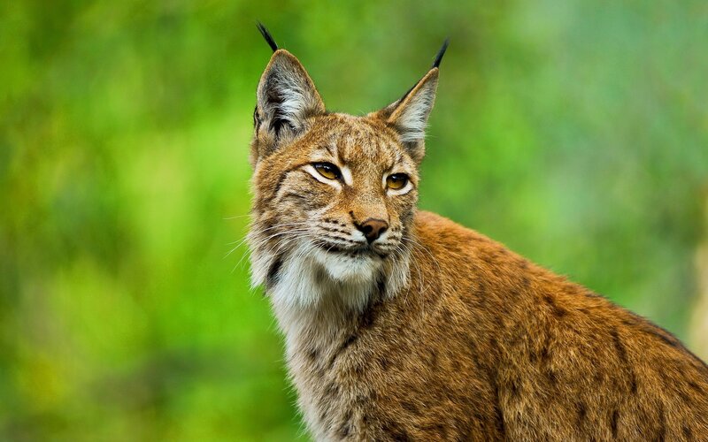 Lynx in Green Foliage