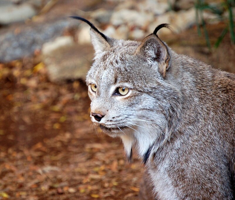 Lynx in natural habitat