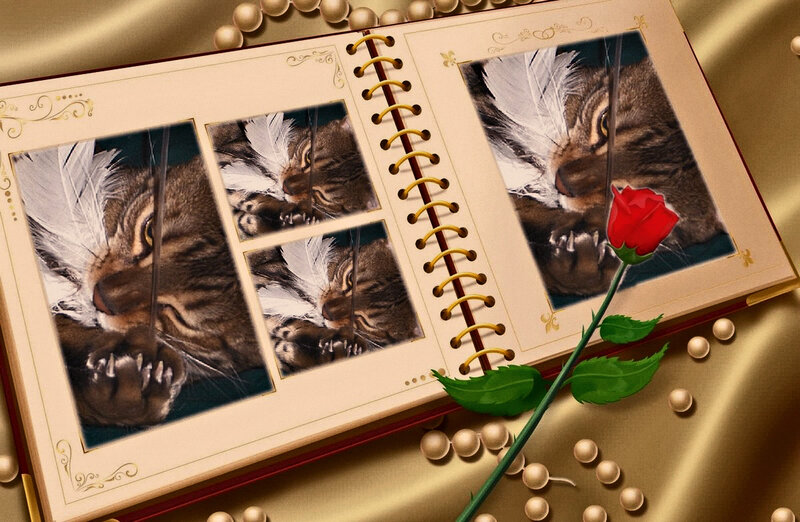 Lynx in Photo Album