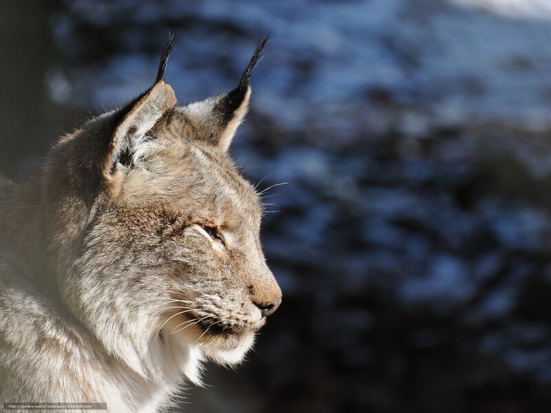 Lynx in Profile — Brown, Calm