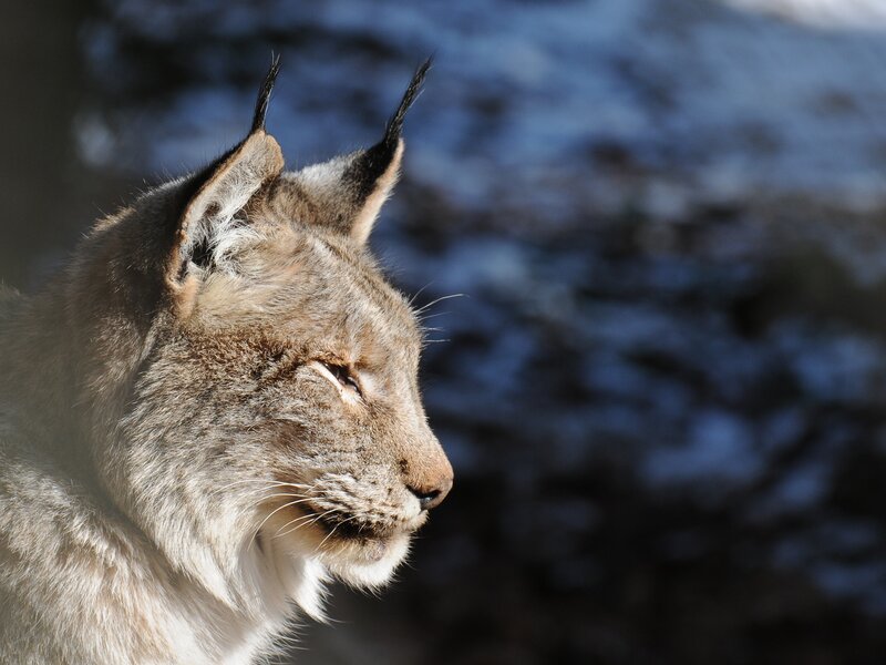 Lynx in Profile — Brown, Calm, Winter, Photograph, Ears, Whiskers