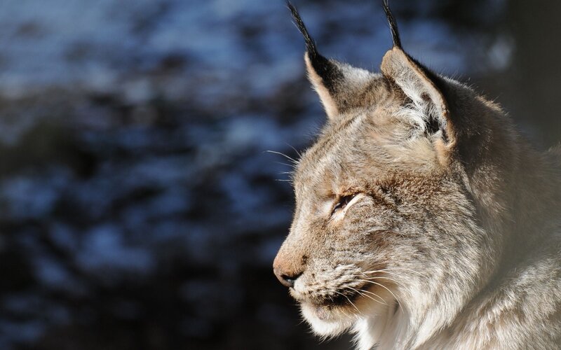 Lynx in Profile — Brown, Calm, Winter