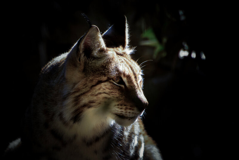 Lynx in Profile — Brown, Dramatic