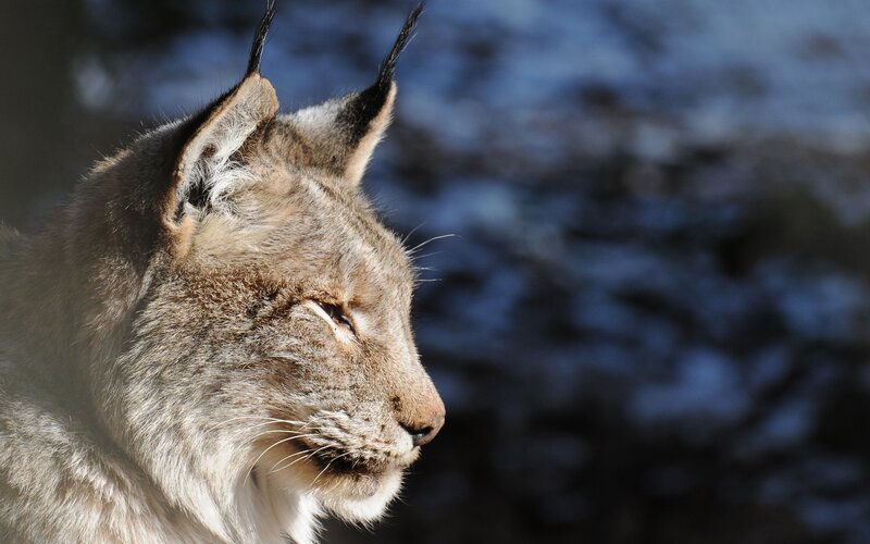 Lynx in profile