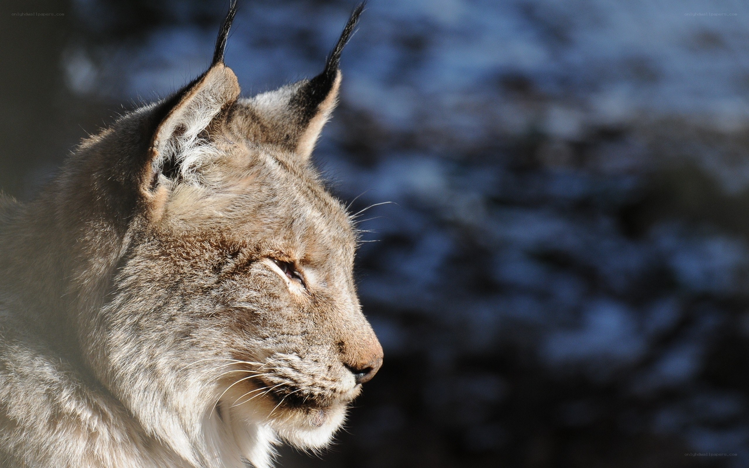 Lynx in profile