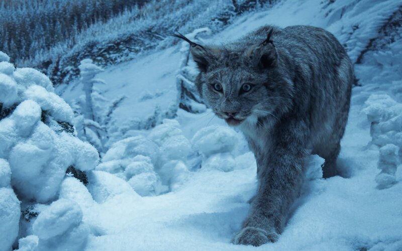 Lynx in Snow — Blue