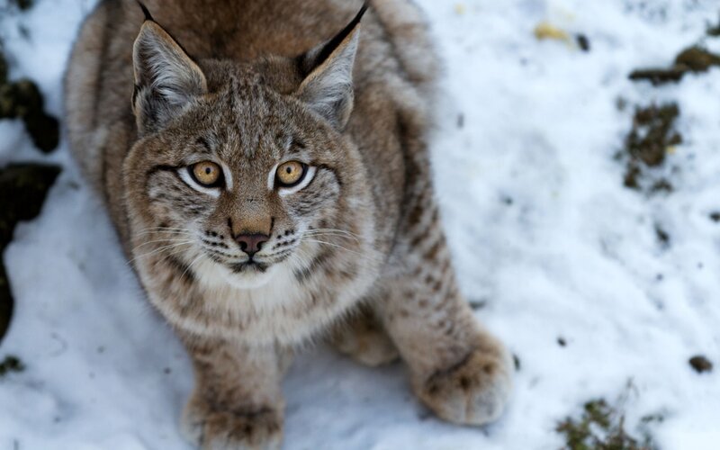 Lynx in Snow — Brown, Alert, Winter, Photograph, Rocks
