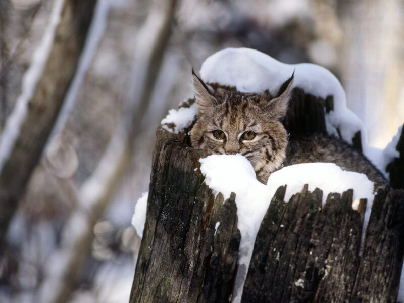 Lynx in Snow — Brown, Alert, Winter, Photograph