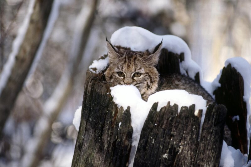 Lynx in Snow — Brown, Alert, Winter, Photograph, Tree Stump, Forest