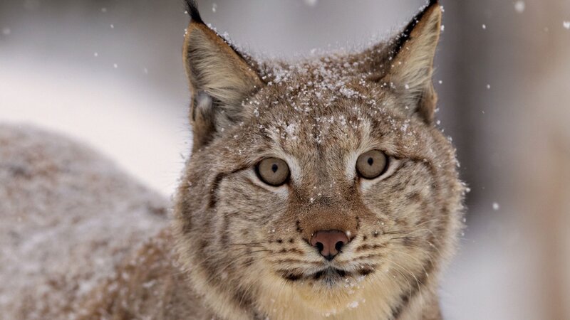 Lynx in Snow — Brown, Calm