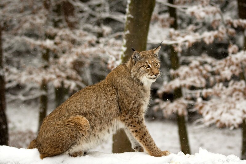 Lynx in Snow — Brown, Calm, Winter, Photograph