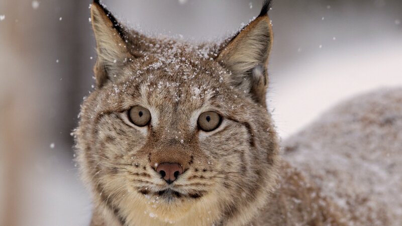 Lynx in Snow — Brown, Cold
