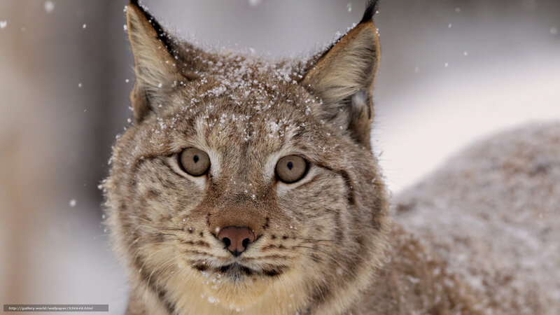 Lynx in Snow — Brown, Cold, Winter