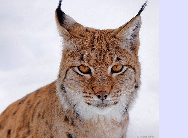 Lynx in Snow — Brown