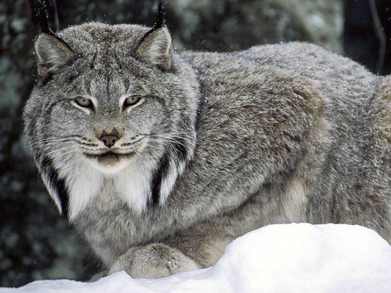 Lynx in Snow — Forest