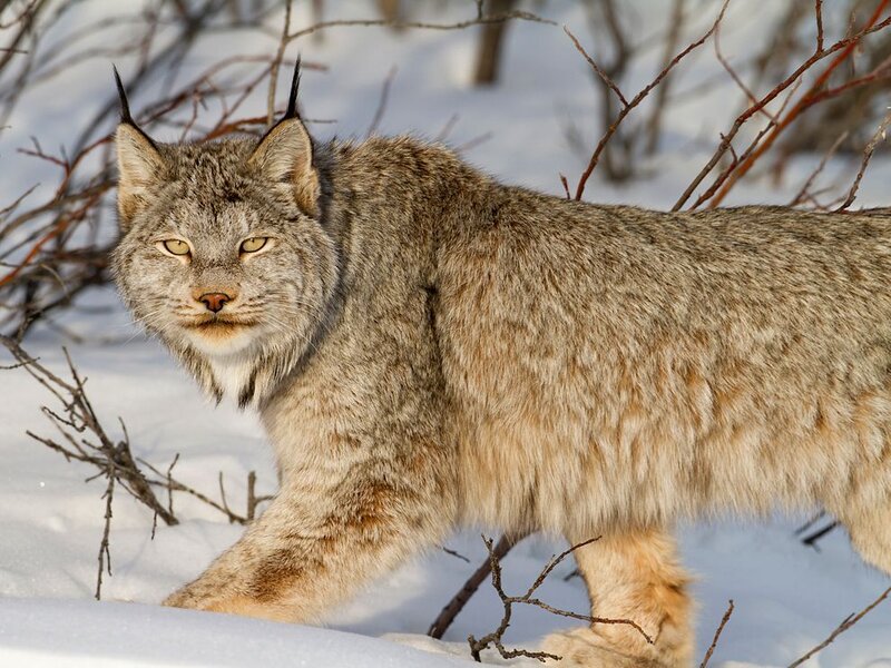 Lynx in Snow — Gray, Alert