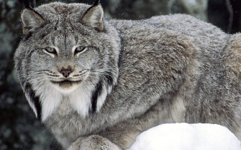 Lynx in Snow — Gray, Calm