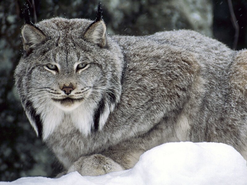 Lynx in Snow — Gray, Calm, Winter, Photograph, Forest