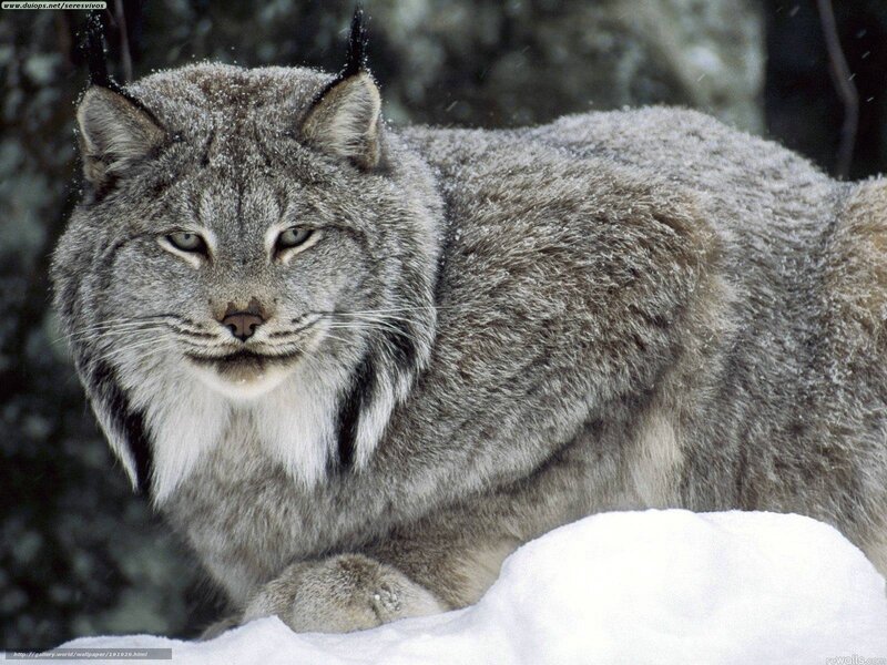 Lynx in Snow — Gray, Calm, Winter, Photograph