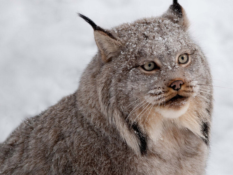 Lynx in Snow — Gray, Cold