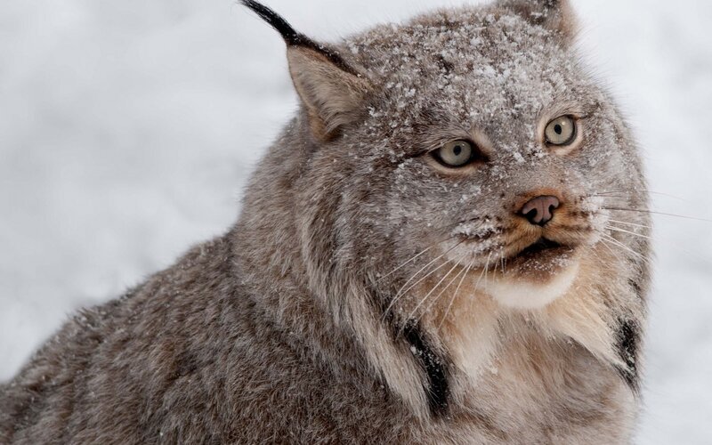 Lynx in Snow — Gray, Cold, Winter