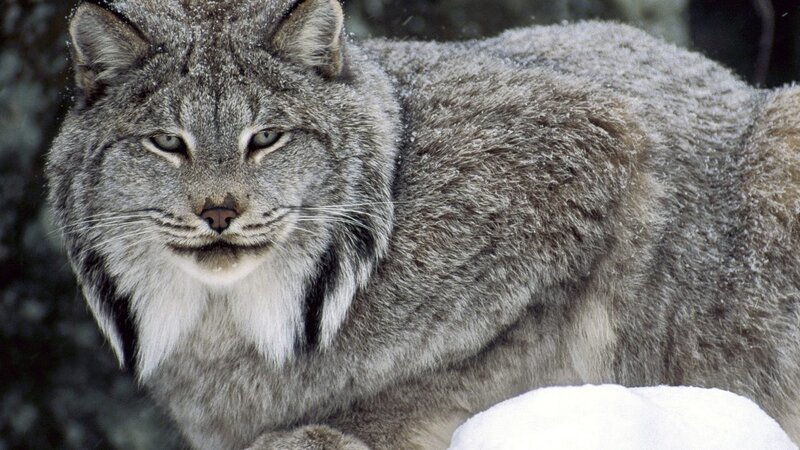 Lynx in Snow — Gray, Forest