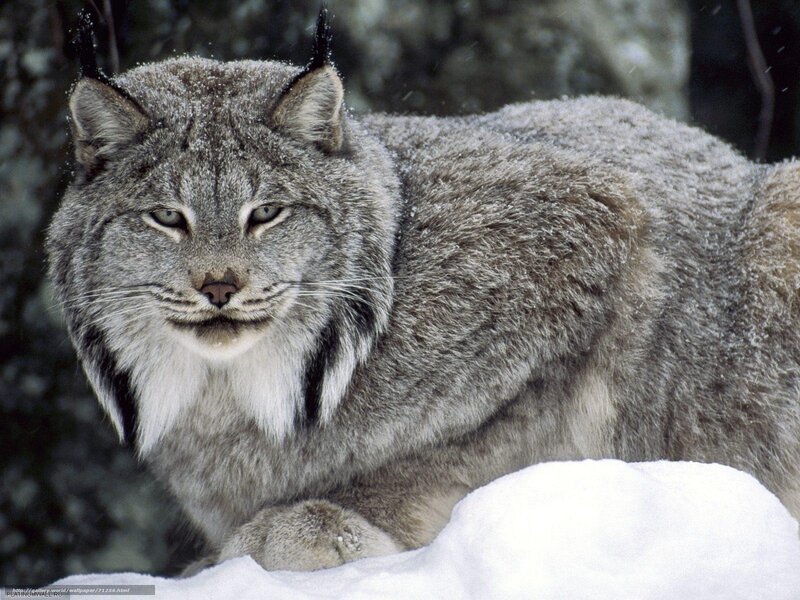 Lynx in Snow — Gray