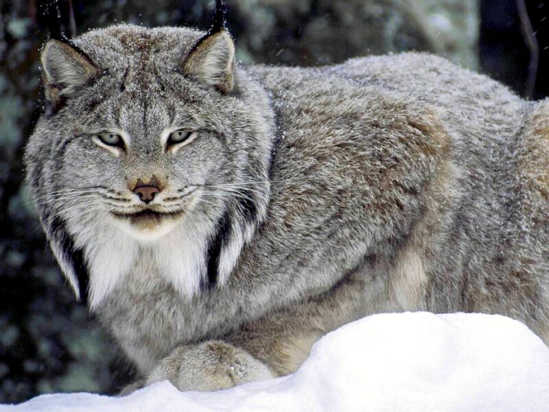 Lynx in Snow — Gray, Winter