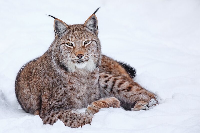 Lynx in Snow — Photograph