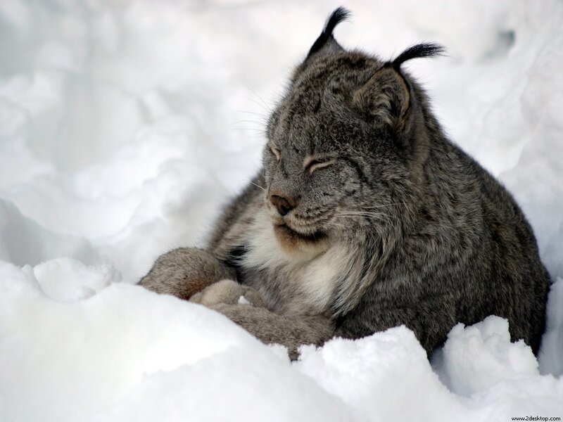 Lynx in Snow
