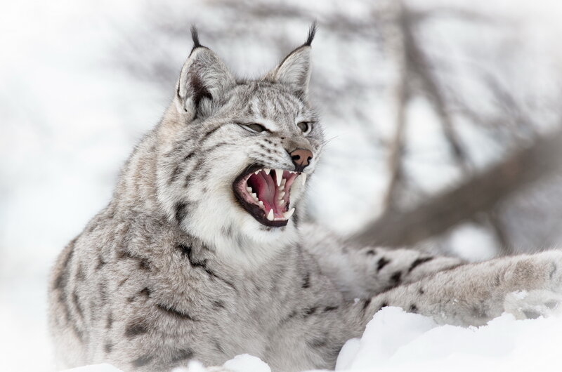 Lynx in Snow — White, Aggressive