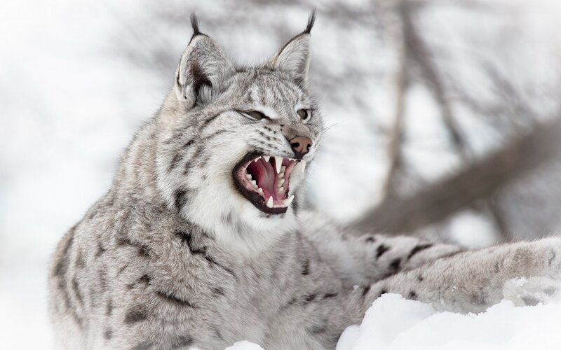 Lynx in Snow — White, Aggressive, Winter