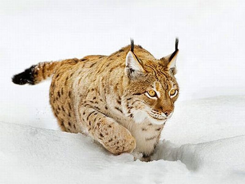 Lynx in Snow — White, Alert