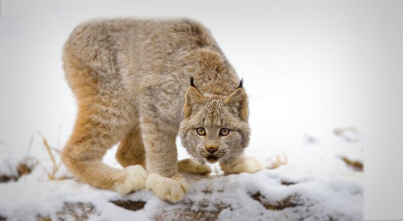 Lynx in Snow — White, Alert, Winter, Photograph, Grass