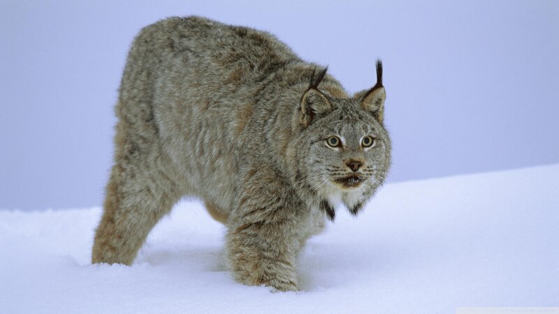 Lynx in Snow — White, Alert, Winter, Photograph, Sky