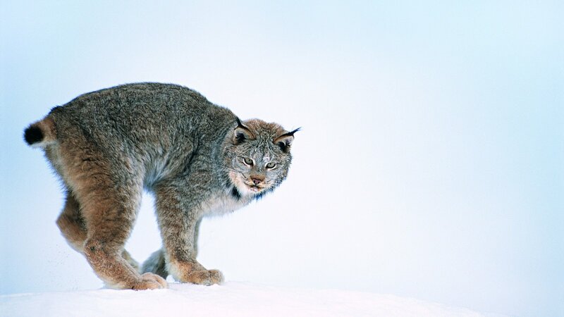 Lynx in Snow — White, Alert, Winter, Photograph