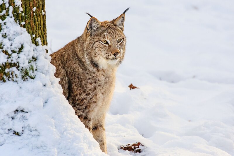 Lynx in Snow — White, Alert, Winter, Photograph, Tree