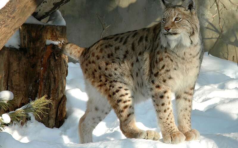Lynx in Snow — White, Alert, Winter, Photograph, Tree Trunk, Pine Branch