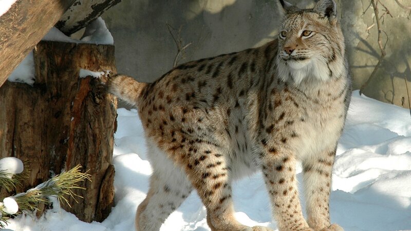 Lynx in Snow — White, Alert, Winter, Photograph, Tree Trunk
