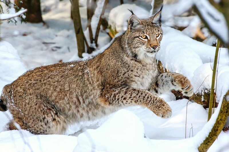 Lynx in Snow — White, Alert, Winter, Photograph, Trees, Forest