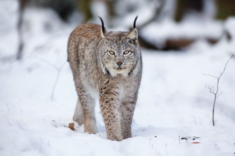 Lynx in Snow — White, Alert, Winter, Photograph, Trees