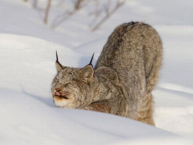 Lynx in Snow — White, Calm