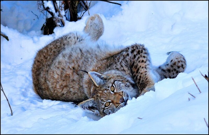 Lynx in Snow — White, Calm, Winter, Photograph, Branches