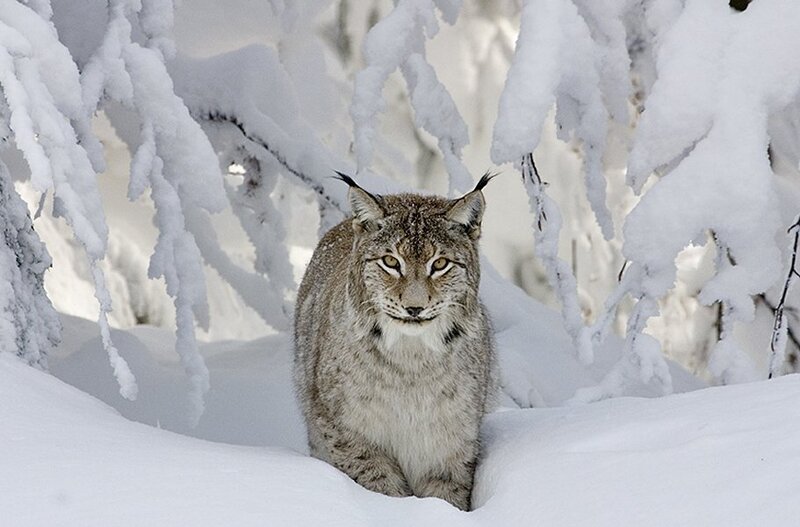 Lynx in Snow — White, Calm, Winter, Photograph