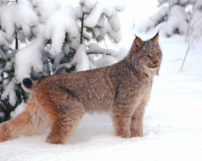 Lynx in Snow — White, Calm, Winter, Photograph, Trees, Forest