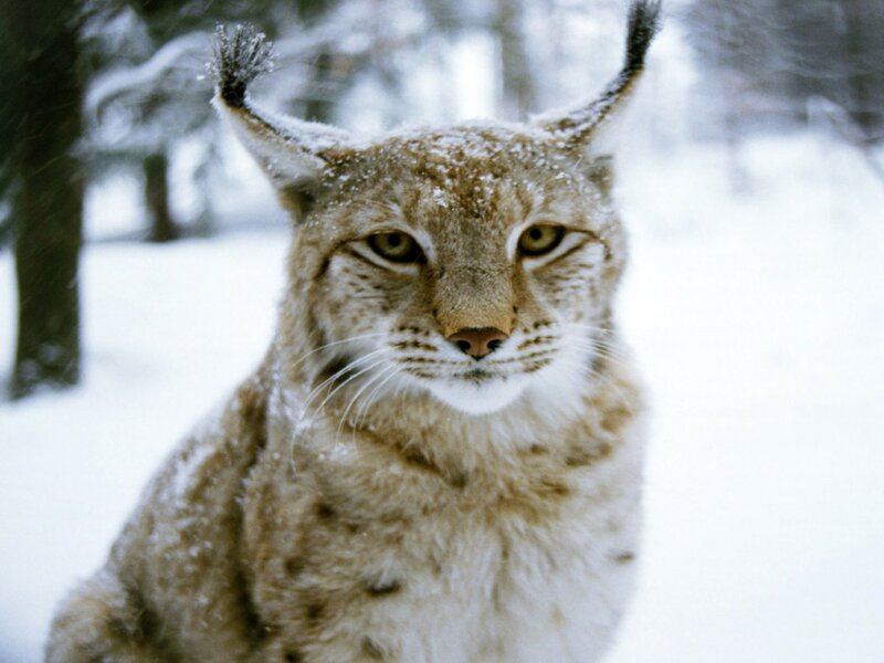 Lynx in Snow — White, Calm, Winter, Photograph, Trees