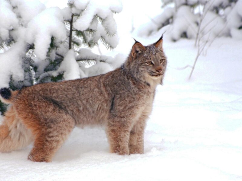Lynx in Snow — White, Calm, Winter